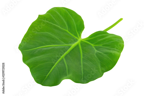 green taro leaves isolated