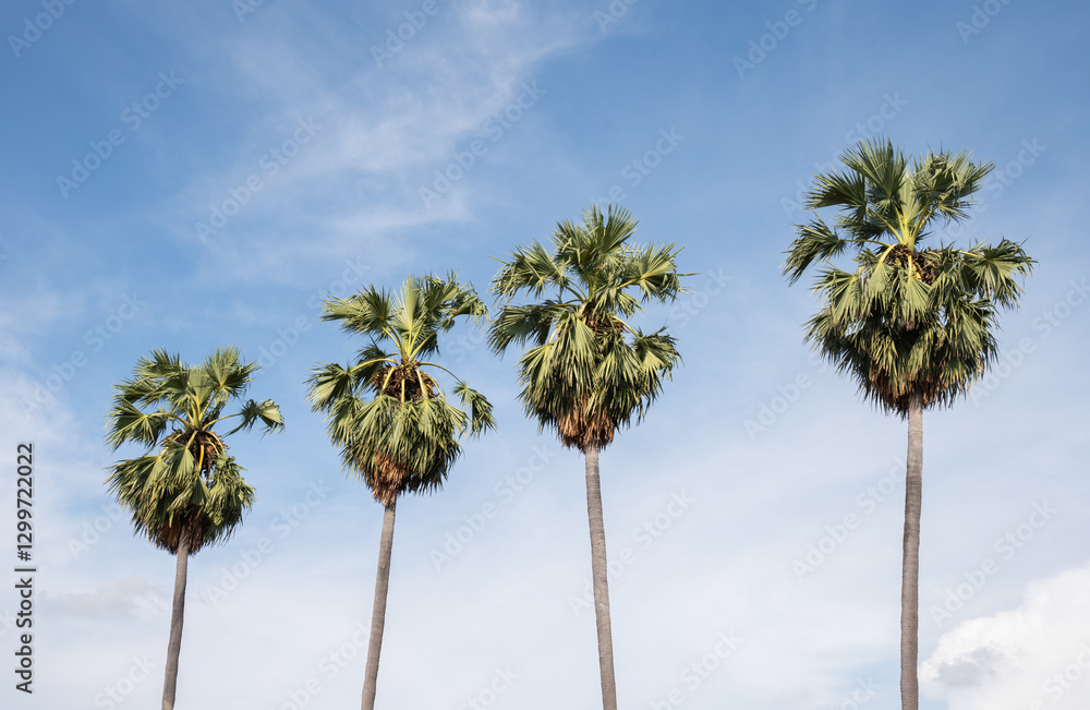 Fototapeta premium Sugar palm tree against blue sky. This tree is an economically important feather palm native to tropical Asia.