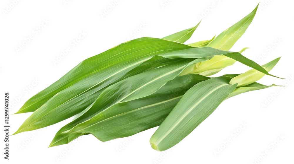 Green leaf corn field, isolated on transparent background, representing nature's agriculture and the growth of fresh, organic maize crops in a healthy garden. Green leaf corn field, isolated on transparent background, representing nature's agriculture and the growth of fresh, organic maize crops in a healthy garden.
