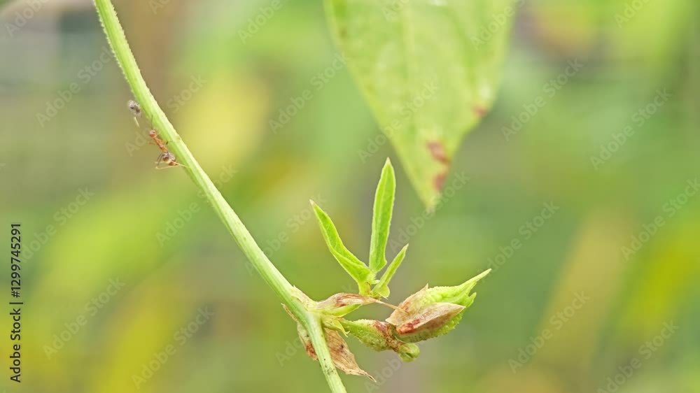 Young flowering soybean plants on the field in the rays of the sun. Young flowering soybean plants on the field in the rays of the sun.