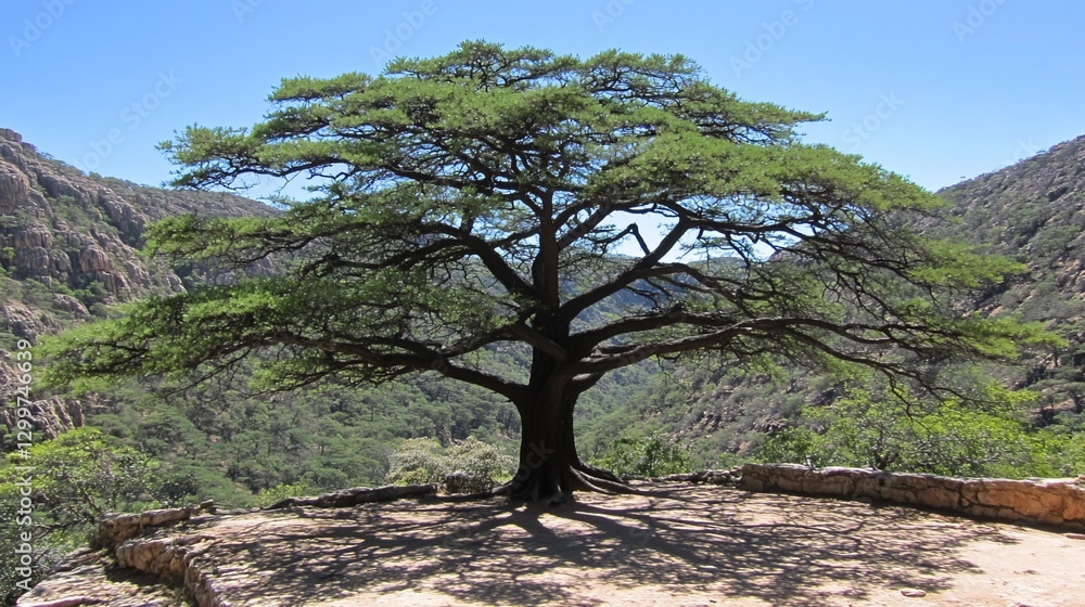 Majestic tree, canyon backdrop, sunny day, ancient ruins Majestic tree, canyon backdrop, sunny day, ancient ruins