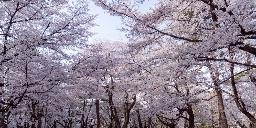 日本:大宮公園/画面いっぱいの桜の木/埼玉県さいたま市・3月 日本:大宮公園/画面いっぱいの桜の木/埼玉県さいたま市・3月