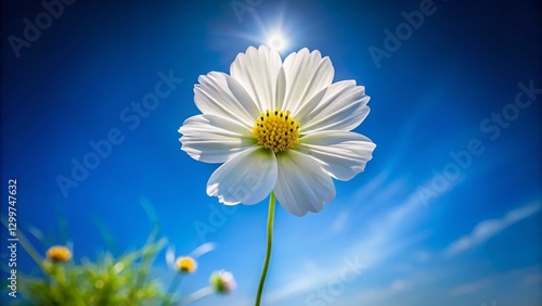 Vibrant White Flower with Sunny Yellow Center on Green Stem Against Blue Sky - Stock Photo
