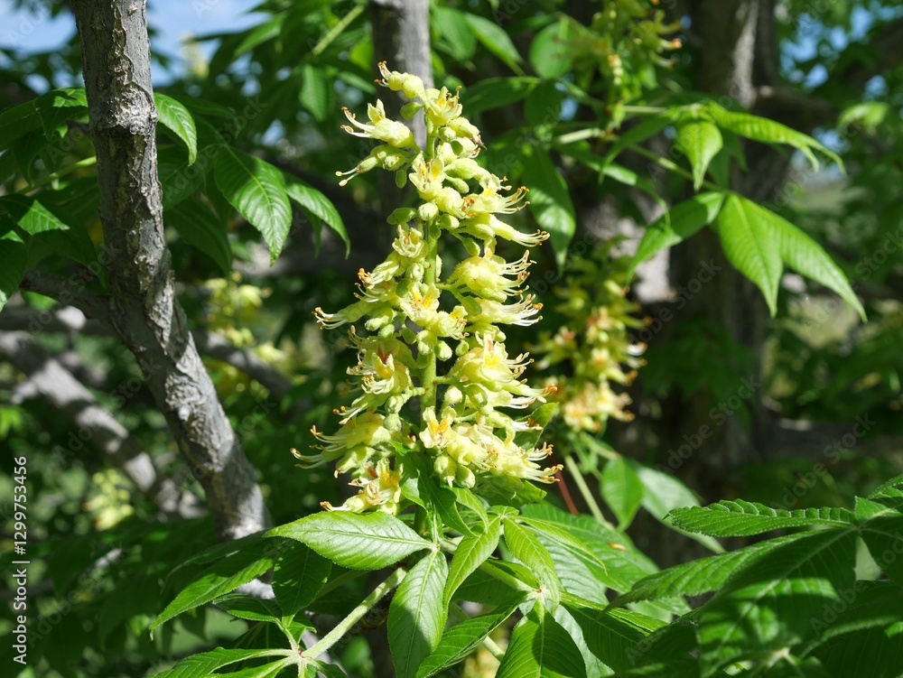 Ohio buckeye flowers in spring, Colorado Ohio buckeye flowers in spring, Colorado