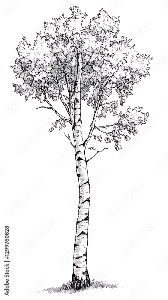 Fototapeta premium Birch Tree Drawing