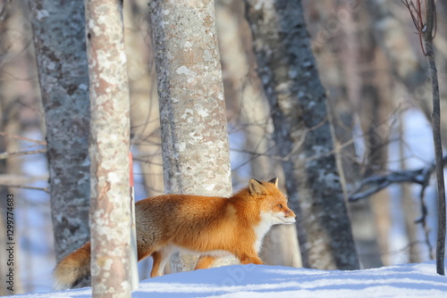 red fox