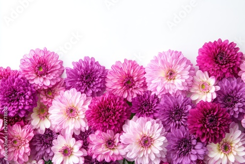 A stunning display of vibrant purple and pink chrysanthemums arranged beautifully on a white background, highlighting their intricate petals.