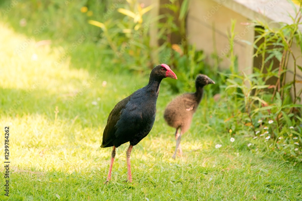 Naklejka premium Pukeko Family Foraging on Green Lawn in Park