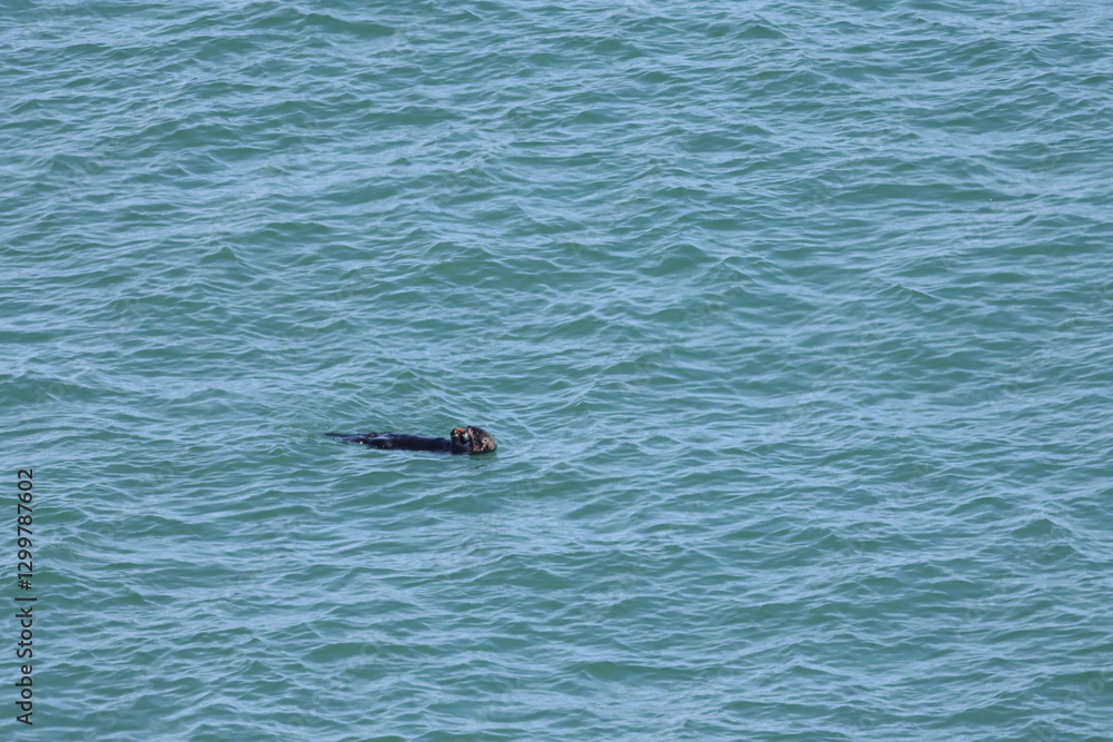 Fototapeta premium sea otter