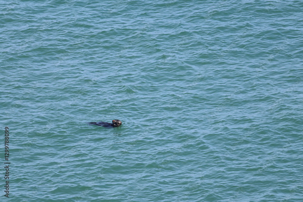 Fototapeta premium sea otter