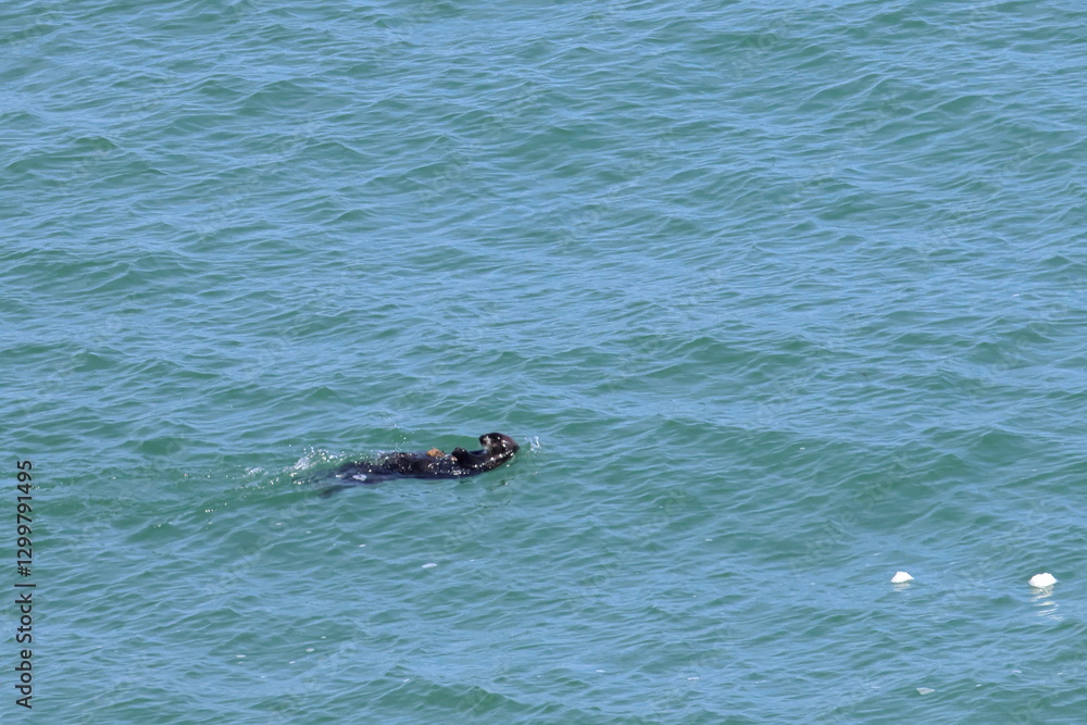 Fototapeta premium sea otter