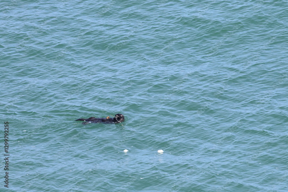 Fototapeta premium sea otter