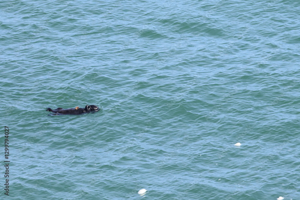 Fototapeta premium sea otter
