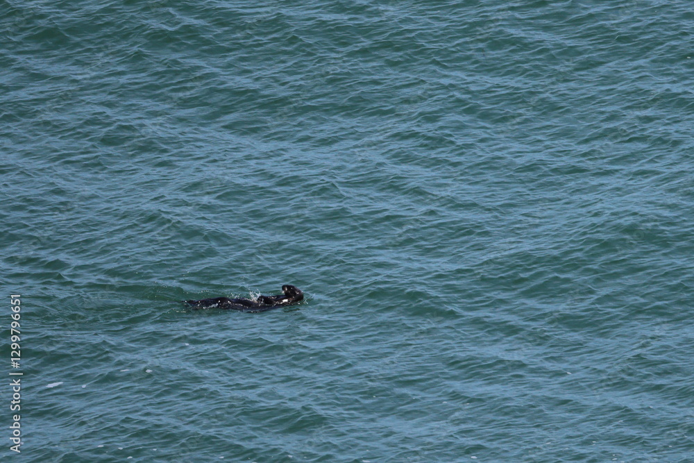 Fototapeta premium sea otter