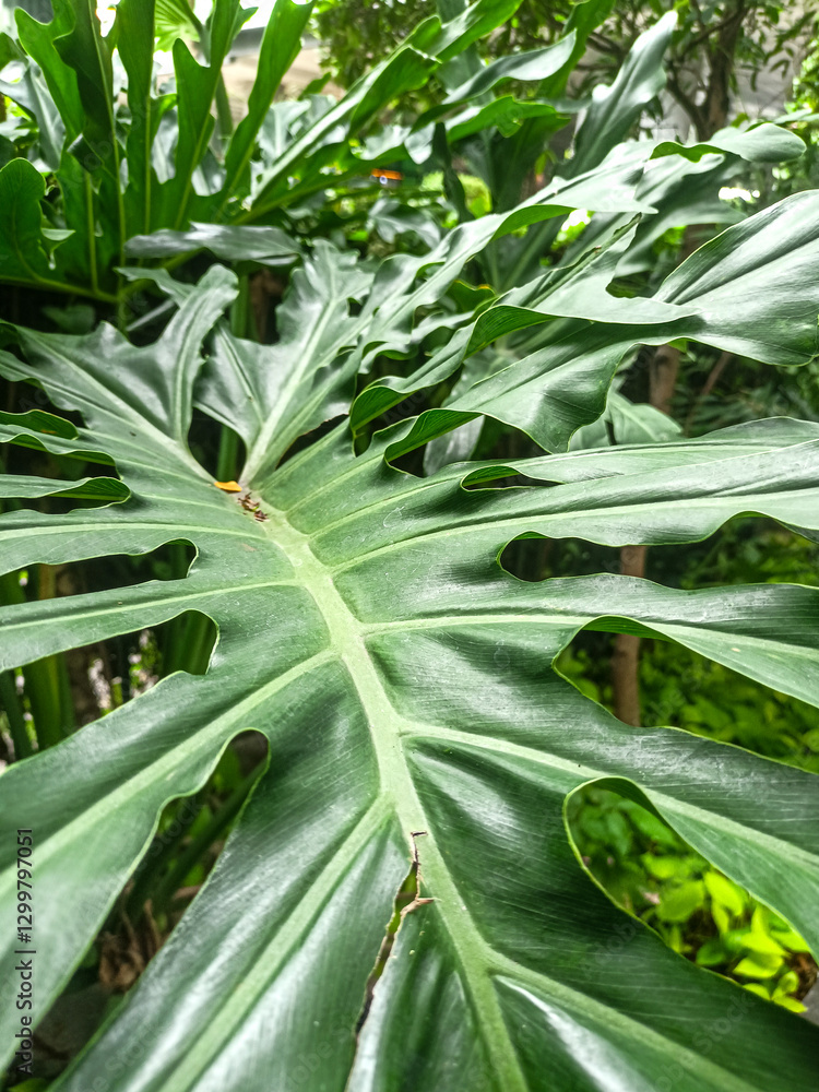 Obraz premium wide green leaves of a tropical plant growing luxuriantly, adding to the natural beauty of its surroundings.