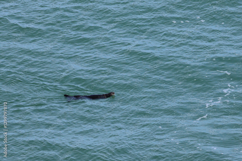 Fototapeta premium sea otter