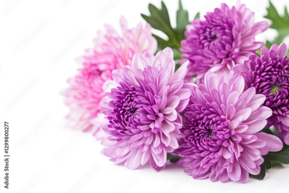 A fresh and colorful image of purple and pink chrysanthemums placed on a white background, evoking a sense of calm and serenity. A fresh and colorful image of purple and pink chrysanthemums placed on a white background, evoking a sense of calm and serenity.