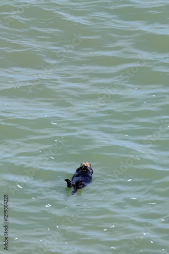 sea otter