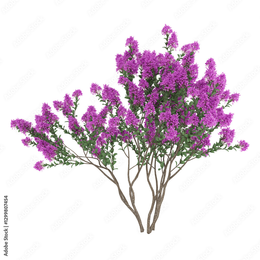 lilac branch isolated on white background lilac branch isolated on white background
