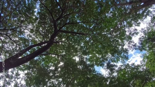 Sunlight Through Tree Branches

