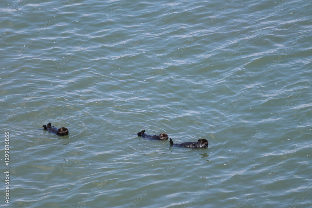 Fototapeta premium sea otter