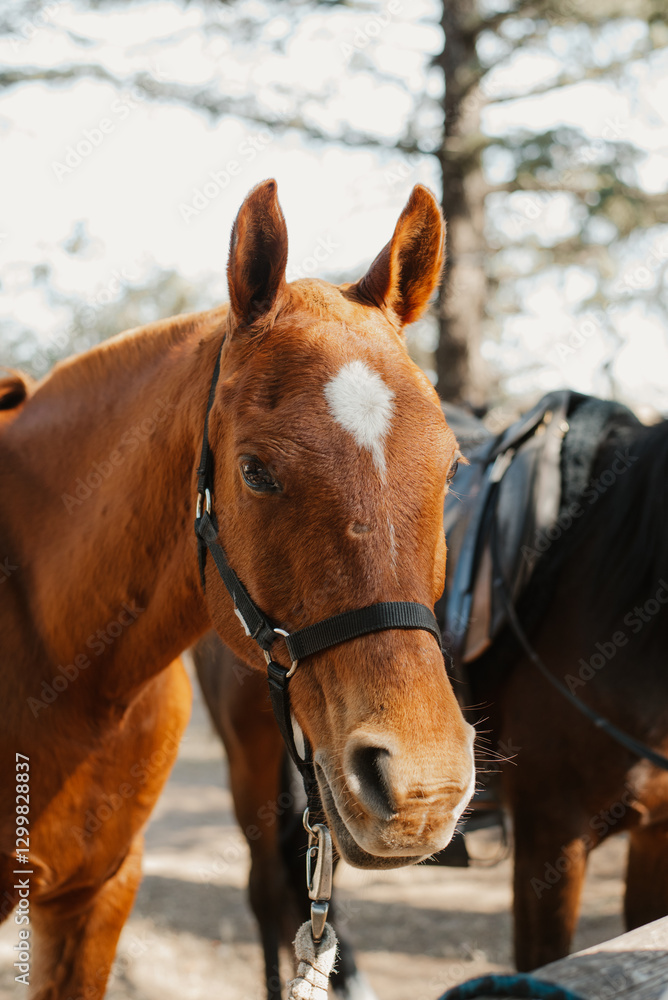 Fototapeta premium portrait of a horse