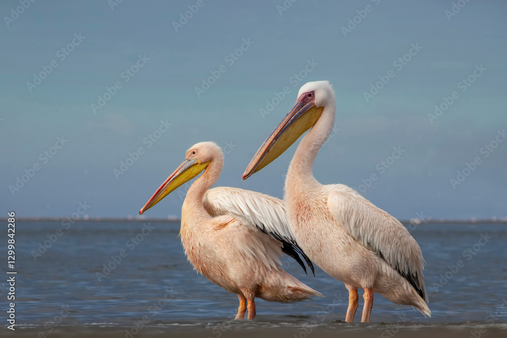 Great African pelicans standing on the shore of the Atlantic Ocean against a vibrant sky. A stunning wildlife scene capturing the beauty of nature and coastal birds
