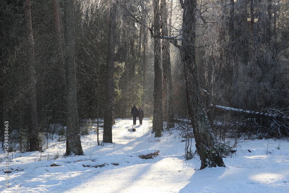 custom made wallpaper toronto digitalCouple walks in snowy forest in sunny winter day