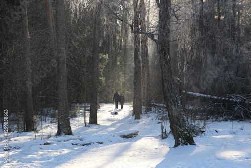 Wallpaper Mural Couple walks in snowy forest in sunny winter day Torontodigital.ca