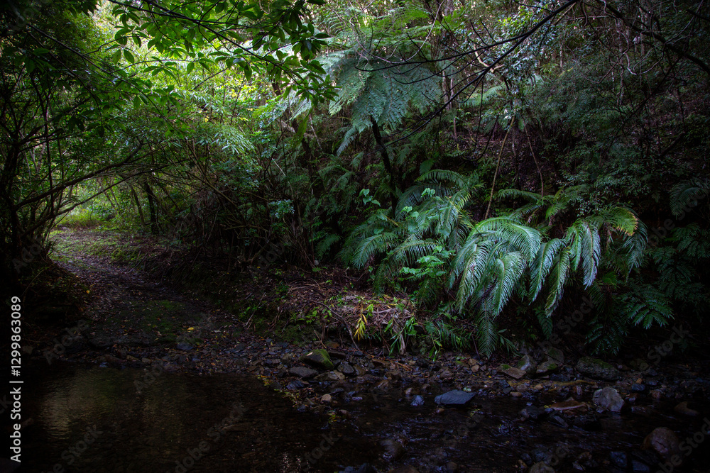 Fototapeta premium 奄美の森 世界自然遺産の森