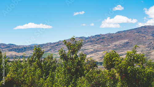 Fruit farm orchard central otago new zealand nectarine apricot peach beautiful landscape scenery mountains hills blue sky summer photo