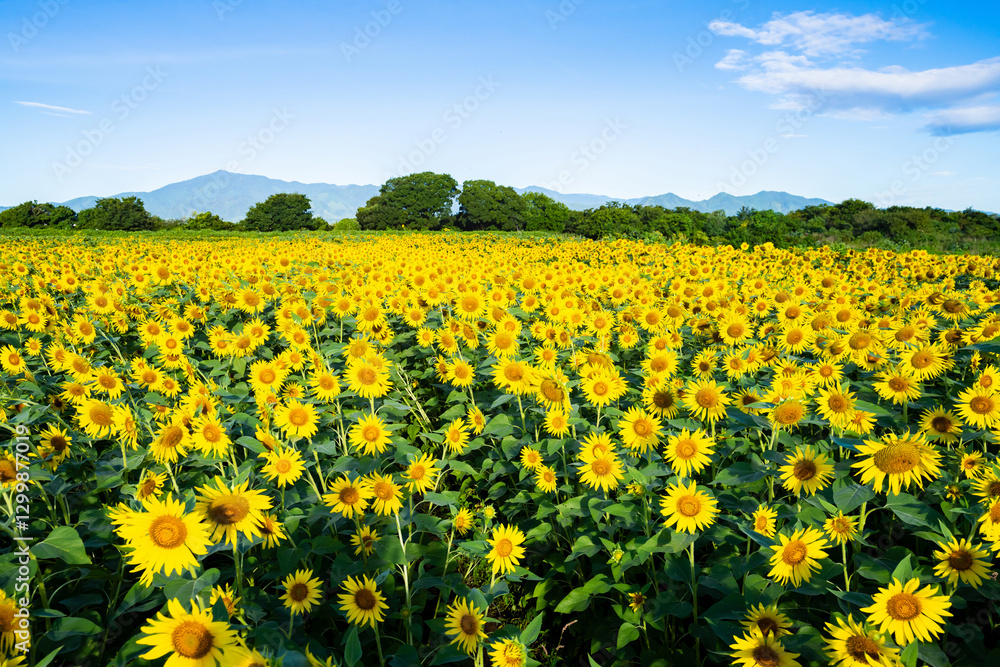 大輪のひまわり 夏イメージ 大輪のひまわり 夏イメージ