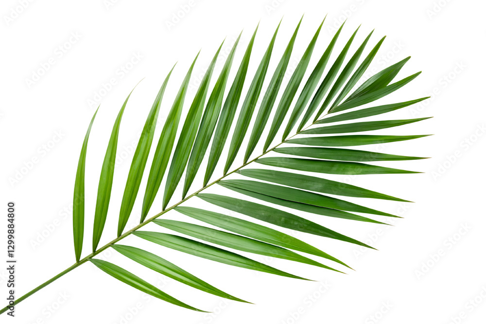 Close-up of a single tropical green palm leaf, isolated on a white or transparent background, perfect for natural, tropical or eco-themed design projects Close-up of a single tropical green palm leaf, isolated on a white or transparent background, perfect for natural, tropical or eco-themed design projects