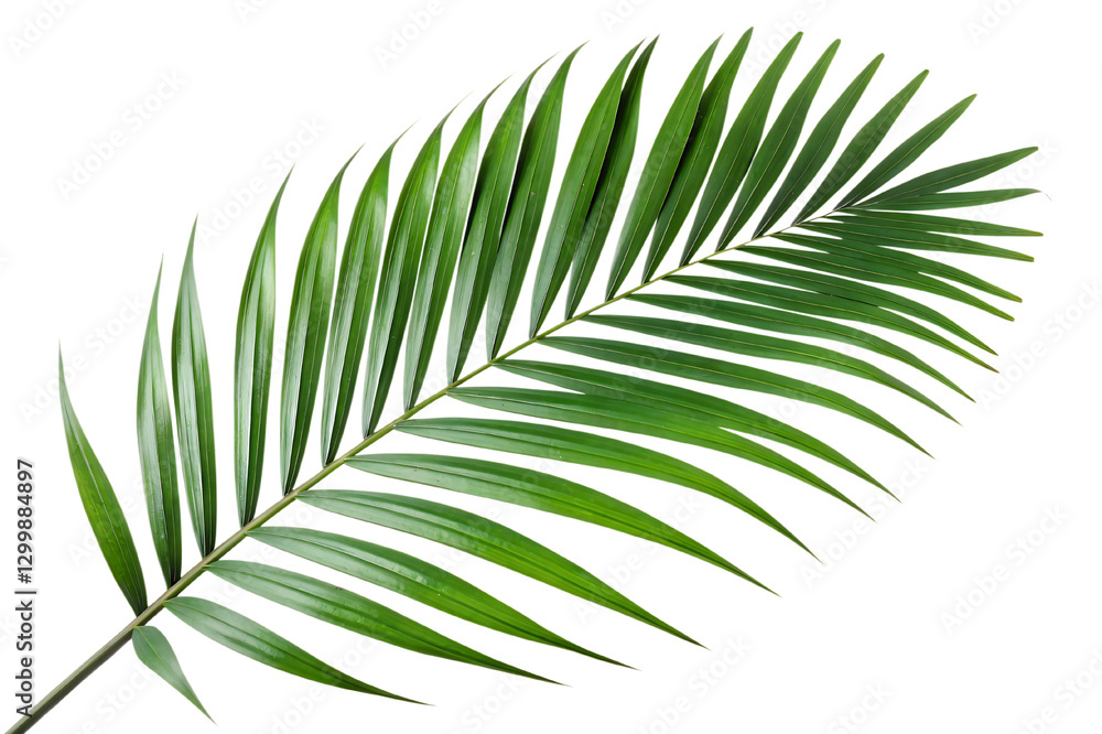 Large tropical palm leaf with natural glossy texture, isolated on a white or transparent background, great for nature inspired or tropical themed creative projects Large tropical palm leaf with natural glossy texture, isolated on a white or transparent background, great for nature inspired or tropical themed creative projects