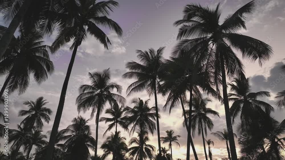 Banner Summer with colorful theme as palm trees background as texture frame background Banner Summer with colorful theme as palm trees background as texture frame background