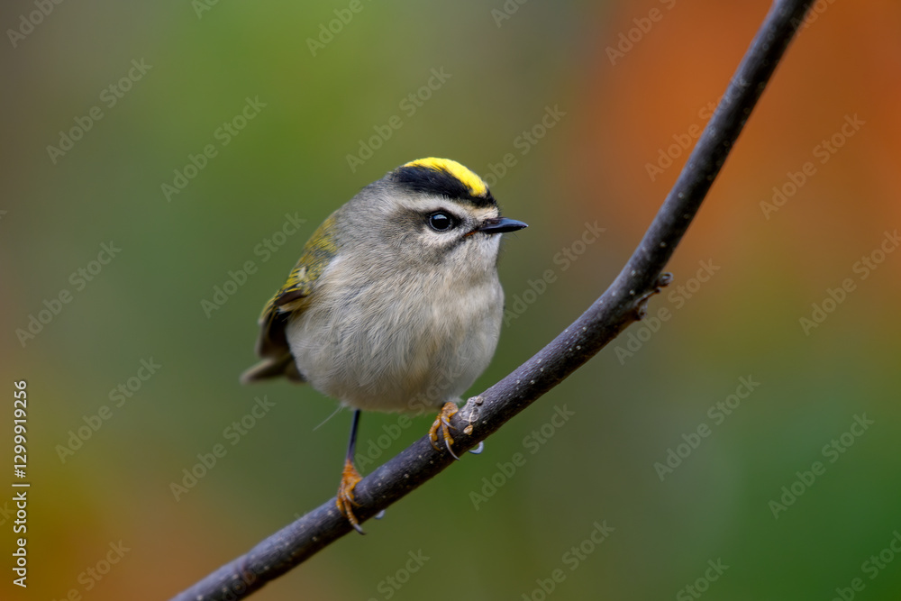 Fototapeta premium Golden-crowned Kinglet