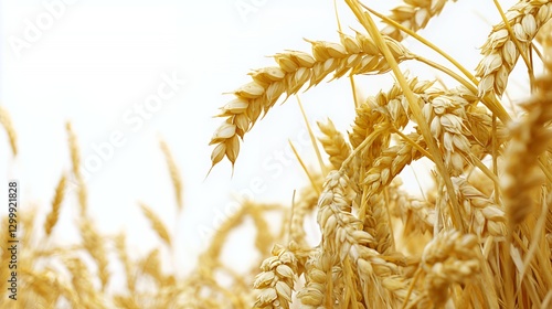 Ripe Golden Wheat Field Under Bright Sunlight