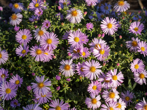 Purple flowers of Italian Asters, Michaelmas Daisy, Aster Amellus, known as Italian Starwort, Fall Aster. Blooming blue autumn perennial aster. Autumn flower bush in the garden  photo