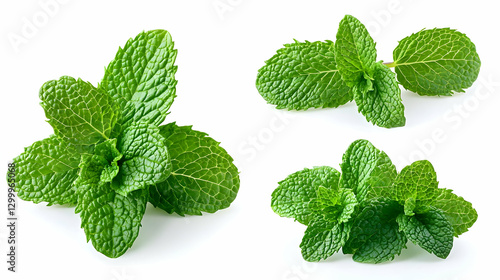 Obraz na płótnie Fresh Green Mint Leaves Isolated on White Background Showing Close Up Detail of Natural Herb w salonie