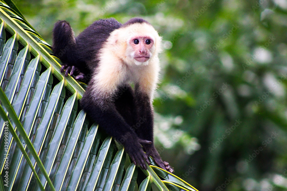 Naklejka premium Capuchin monkey on a branch