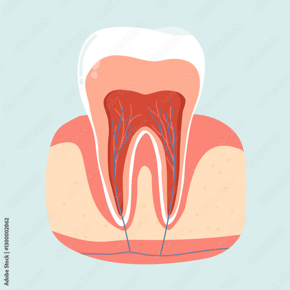 Tooth Anatomy Structure. Dental Illustration Tooth Anatomy Structure. Dental Illustration