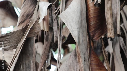 Dry banana leaves swaying in the wind, creating a rustic and natural atmosphere.