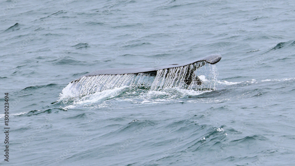Fototapeta premium humpback whale in the water