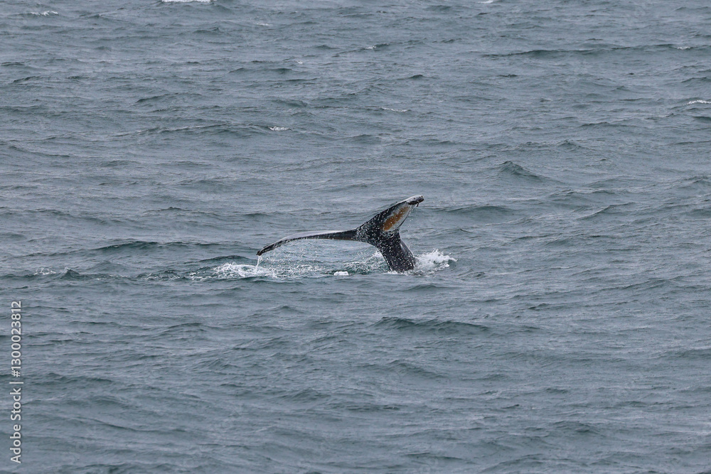 Fototapeta premium humpback whale tail