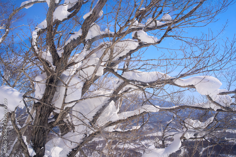 Wood dry branch with snow after heavy snow drop on niseko mountain sapporo japan. Wood dry branch with snow after heavy snow drop on niseko mountain sapporo japan.
