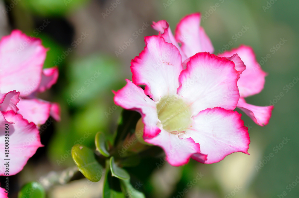 Desert rose, APOCYACEAE or Adenium obesum or Mock Azalea or Pinkbignonia or Impala lily or white and pink flower Desert rose, APOCYACEAE or Adenium obesum or Mock Azalea or Pinkbignonia or Impala lily or white and pink flower