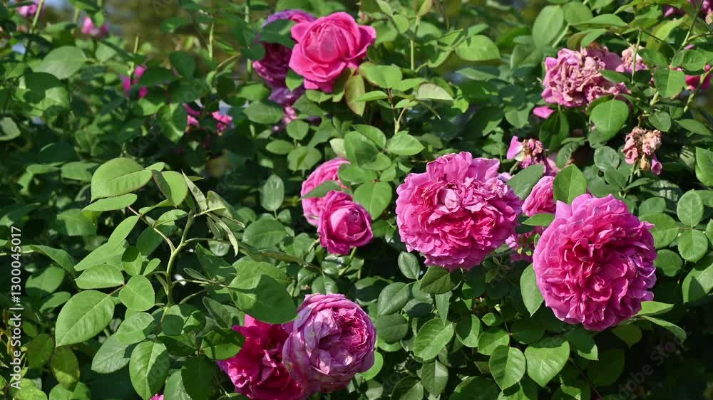 Beautiful magenta colour roses blooming in the garden. Roses are mainly popular for its Symbol of Beauty and to Convey the message of Love. Beautiful magenta colour roses blooming in the garden. Roses are mainly popular for its Symbol of Beauty and to Convey the message of Love.