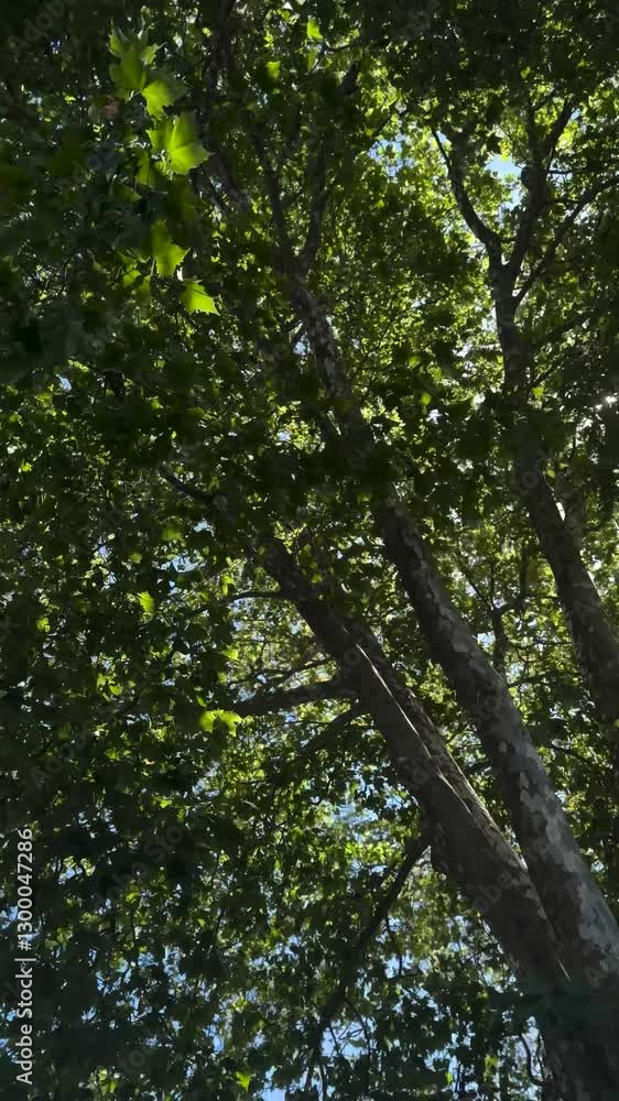 Trees are rustling in summer wind in Auckland, New Zealand. Trees are rustling in summer wind in Auckland, New Zealand.
