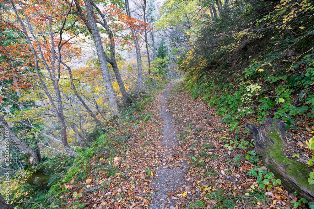 Historic old road “Salt Road” which is also a long distance hiking course and its surroundings Historic old road “Salt Road” which is also a long distance hiking course and its surroundings