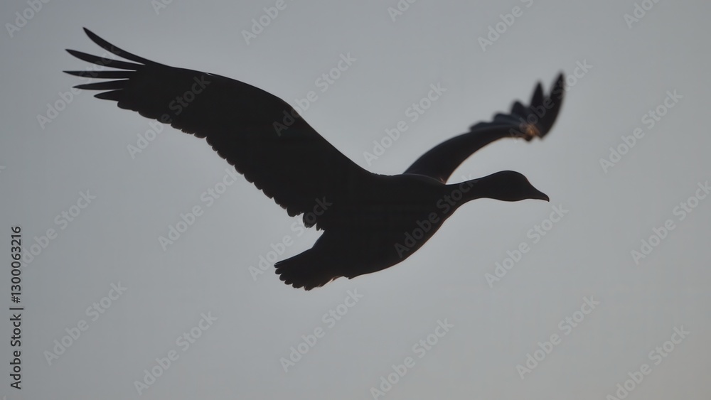 Fototapeta premium A goose silhouette flying against a clear sky.